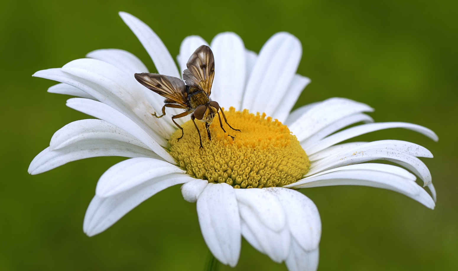 photo "***" tags: macro and close-up, 