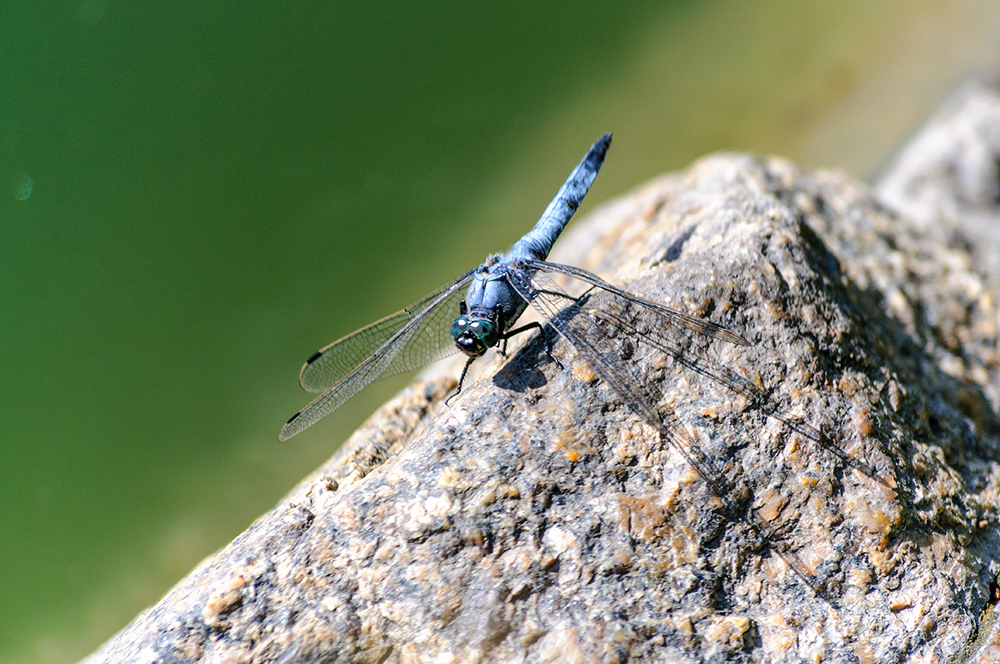 photo "***" tags: macro and close-up, nature, insect, макро, стрекоза