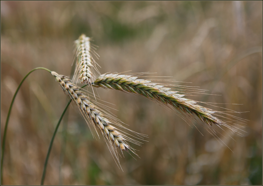 photo "***" tags: macro and close-up, nature, 