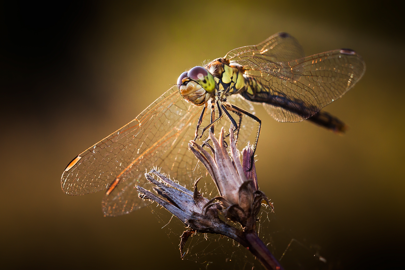 photo "***" tags: macro and close-up, 