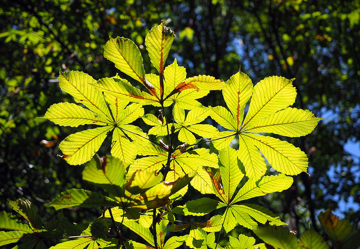 photo "Light Balance" tags: nature, 