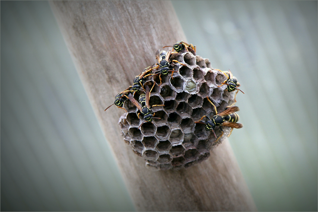 photo "***" tags: nature, macro and close-up, 