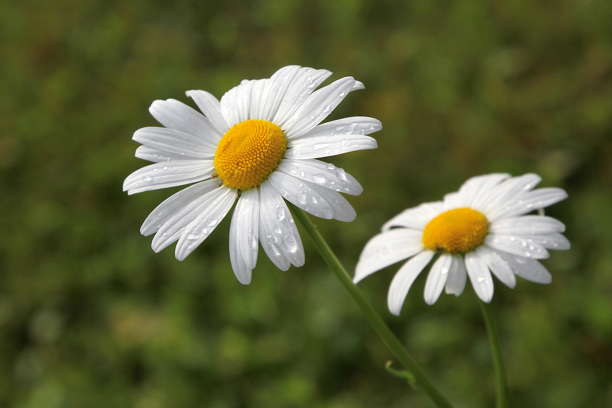 photo "O sole mio!" tags: nature, macro and close-up, 