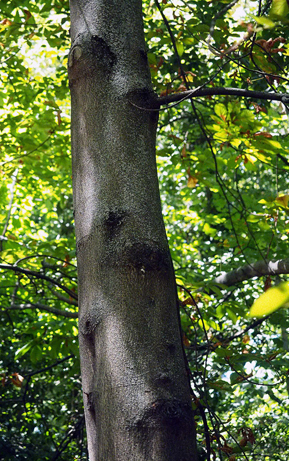 photo "Faces in the forest" tags: nature, 