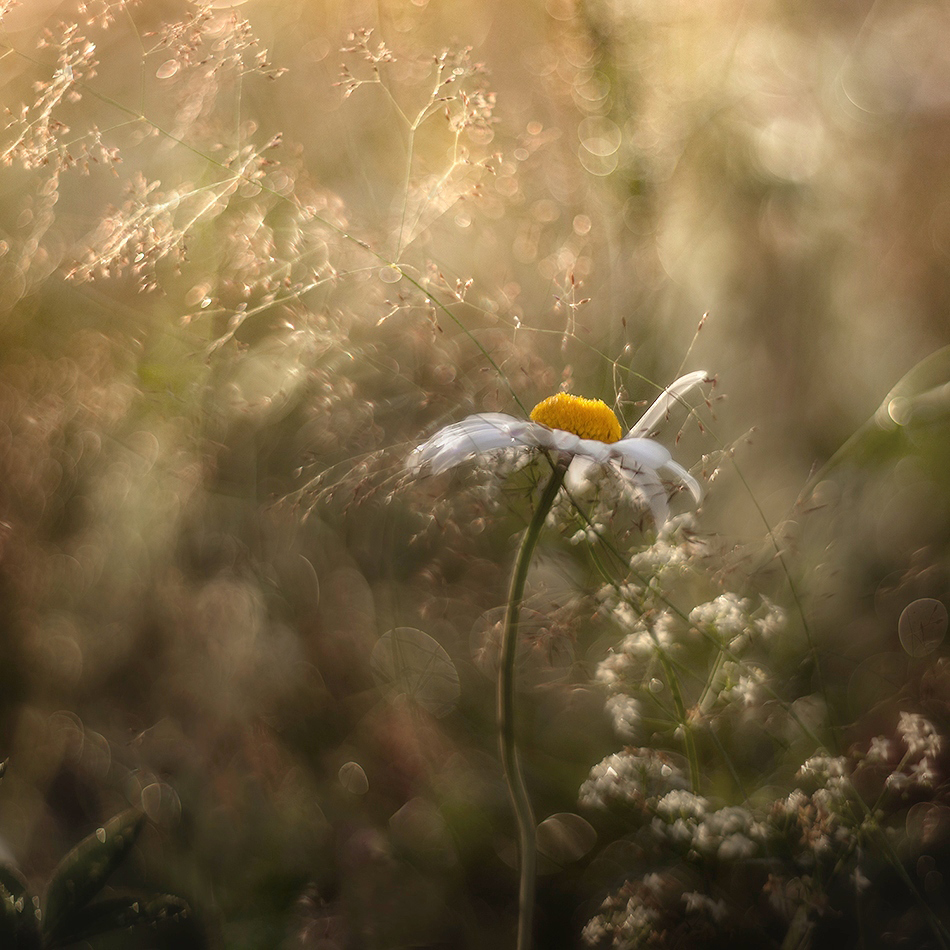 photo "***" tags: macro and close-up, nature, 