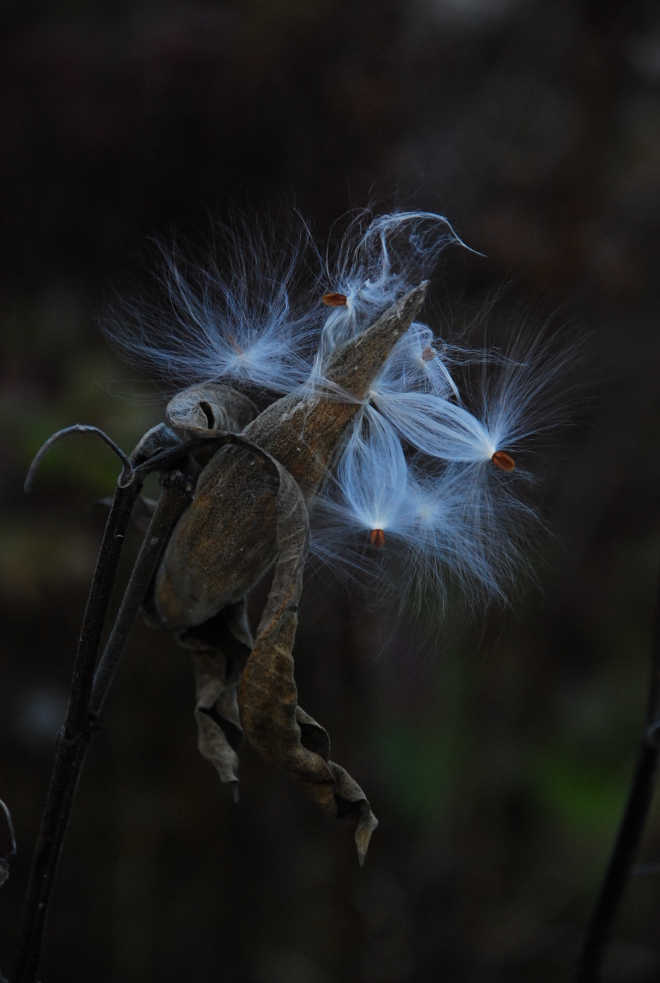 photo "Swan" tags: nature, still life, Milkweed, Swan, plant, seeds