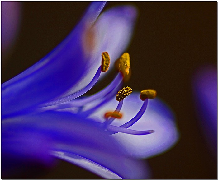 photo "Nile Lily" tags: macro and close-up, nature, Lily, Nile lily, agapanthis, closeup, flower, garden, macro