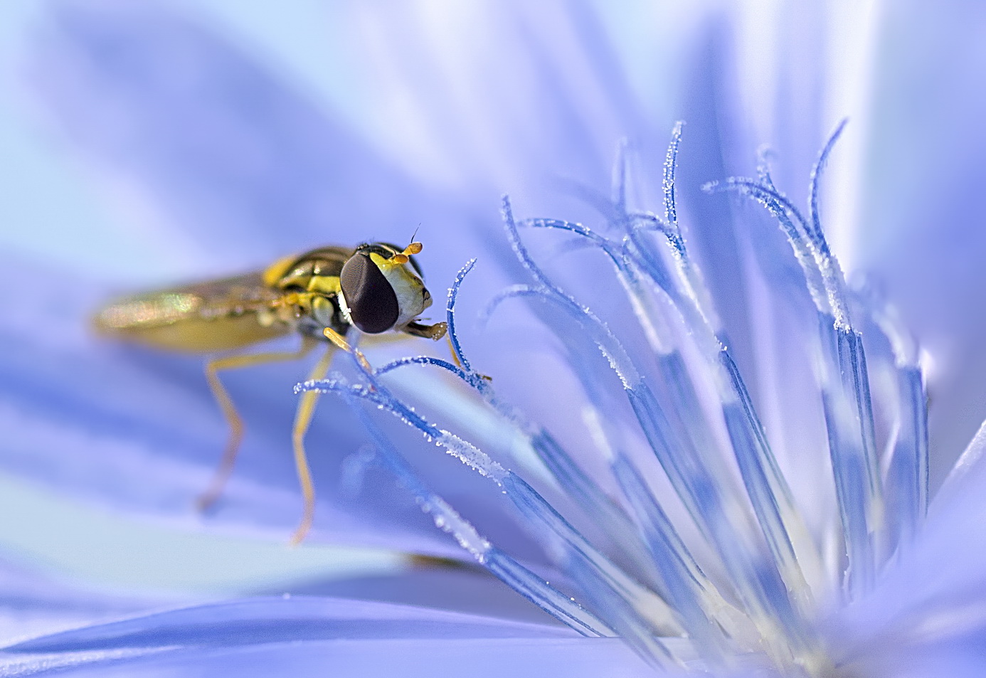 photo "***" tags: macro and close-up, 