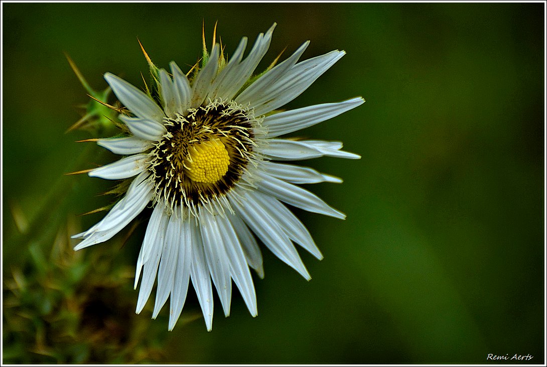 photo "***" tags: nature, macro and close-up, fragment, 