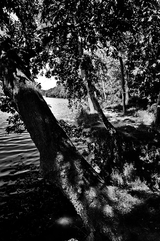 photo "Bода и дере́вья" tags: black&white, nature, Prag, Prague, Praha