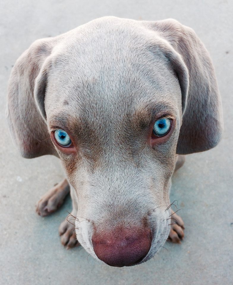 photo "Weimaraner Pup" tags: portrait, German, Weimaraner, animal, closeup, dog, pet