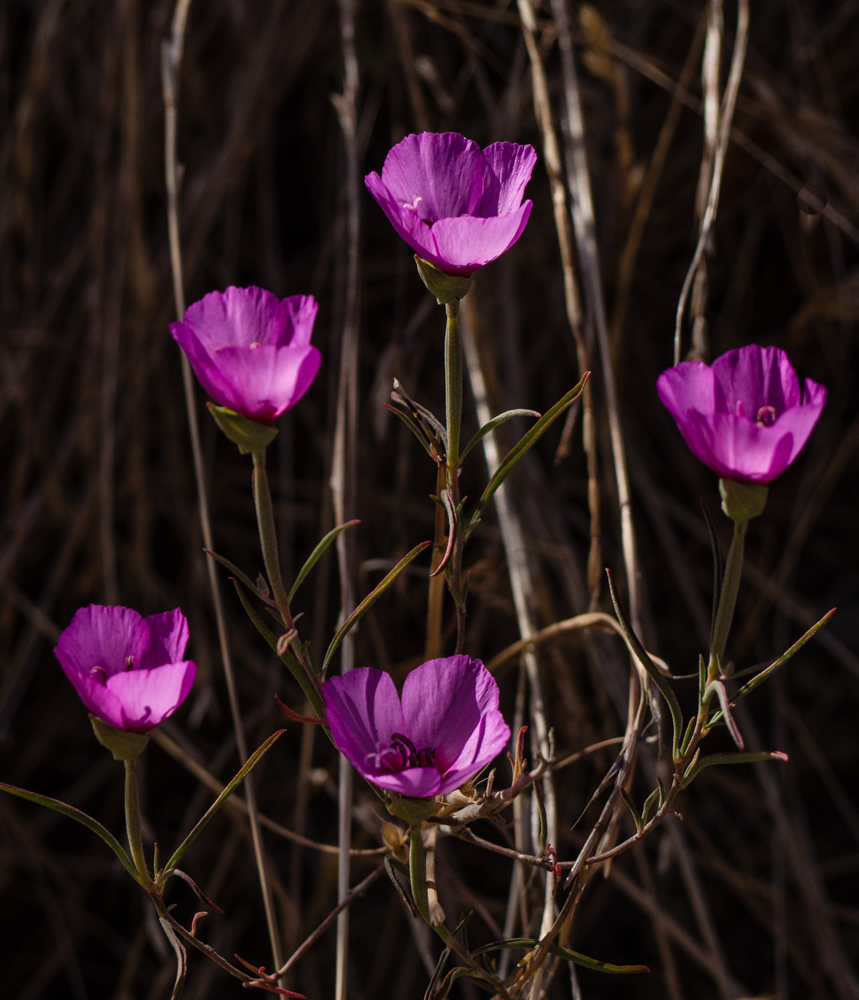 photo "Пять в пурпуре" tags: macro and close-up, nature, misc., 5 пять пурпур цветоков magenta