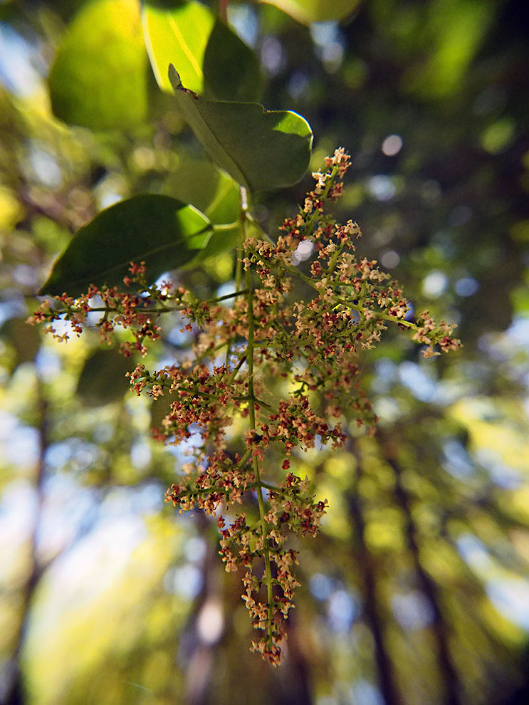 photo "***" tags: nature, macro and close-up, forest