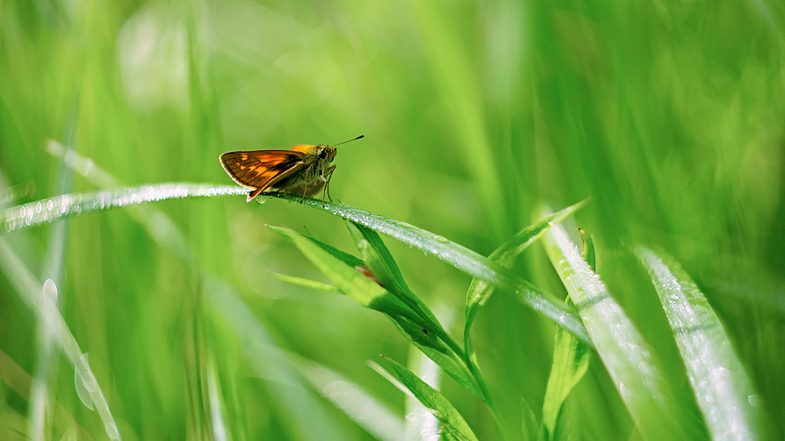 photo "***" tags: macro and close-up, 