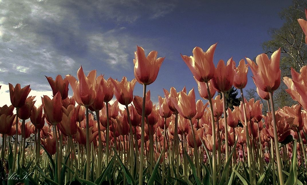 photo "***" tags: nature, landscape, Europe, flowers