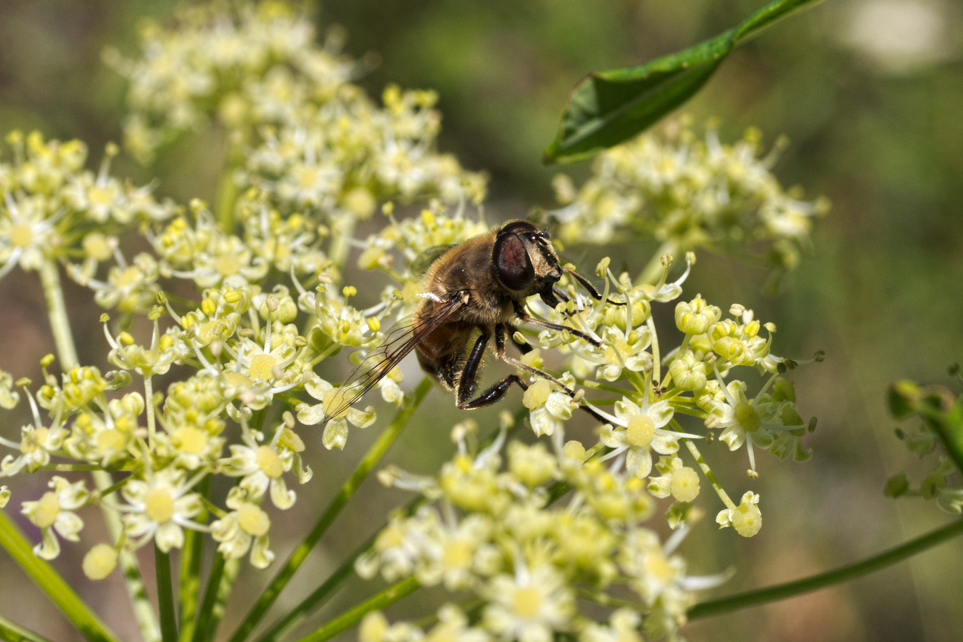 photo "***" tags: macro and close-up, 