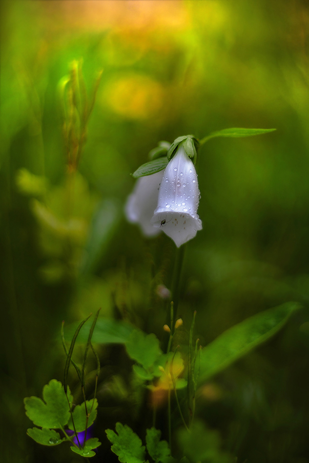 photo "***" tags: macro and close-up, nature, 