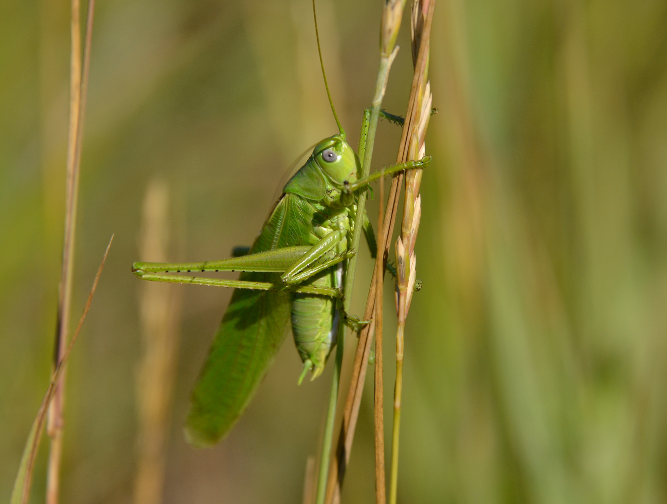 photo "***" tags: macro and close-up, 