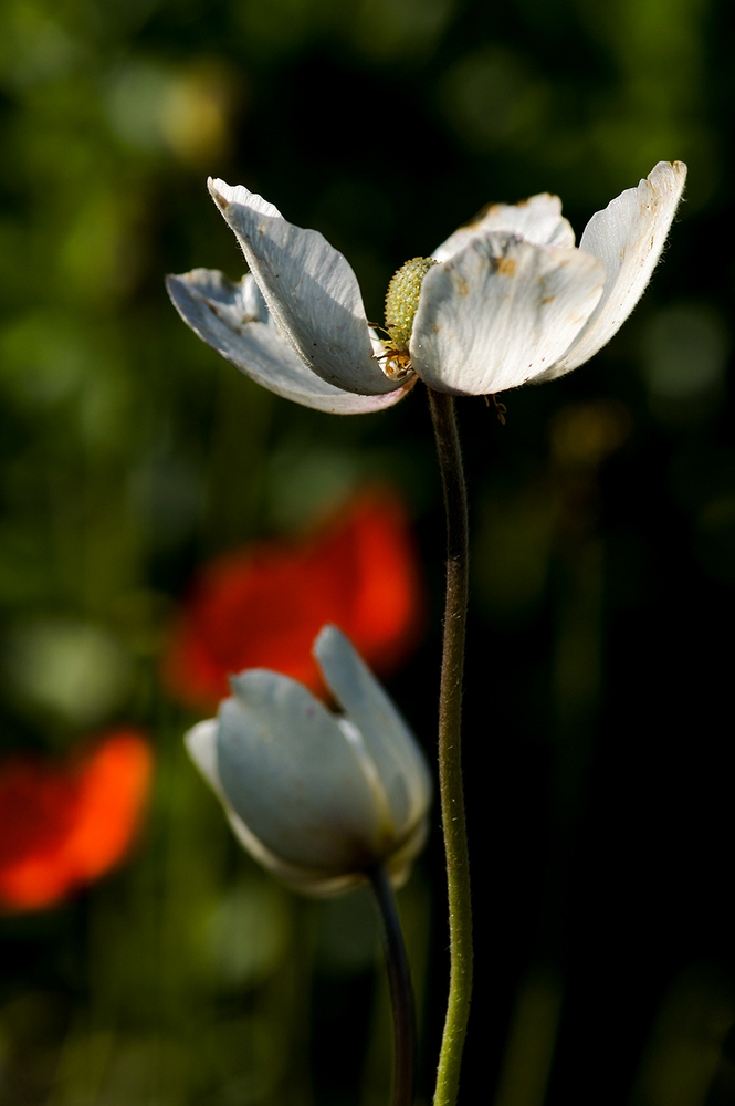 photo "***" tags: nature, Minolta 100/2, Sony-a580, flowers, summer, макро, растения