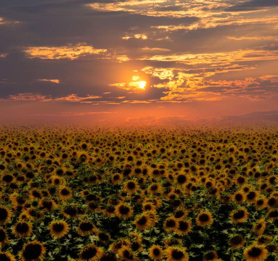 photo "Sonnenblumen" tags: landscape, nature, digital art, Landscape, summer