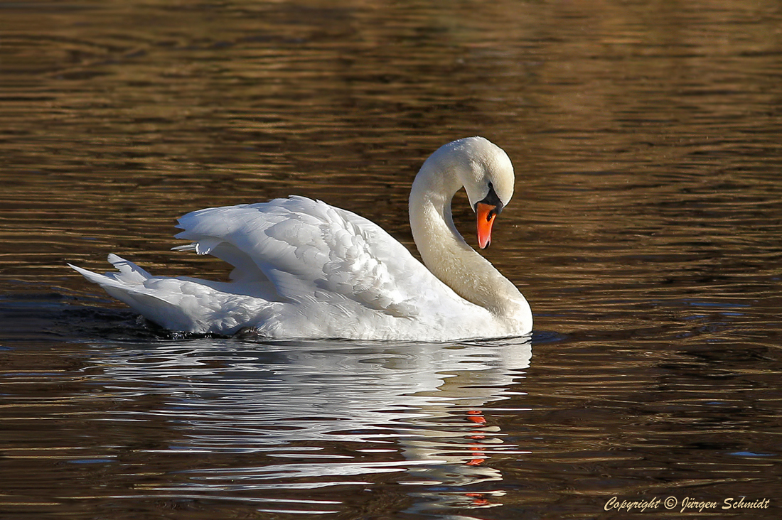 photo "***" tags: macro and close-up, nature, morning, river, summer, животные, лебедь, птицы, фотоохота