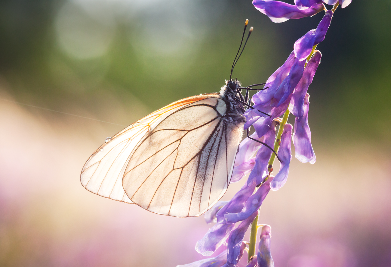 photo "***" tags: macro and close-up, butterfly, light, роса