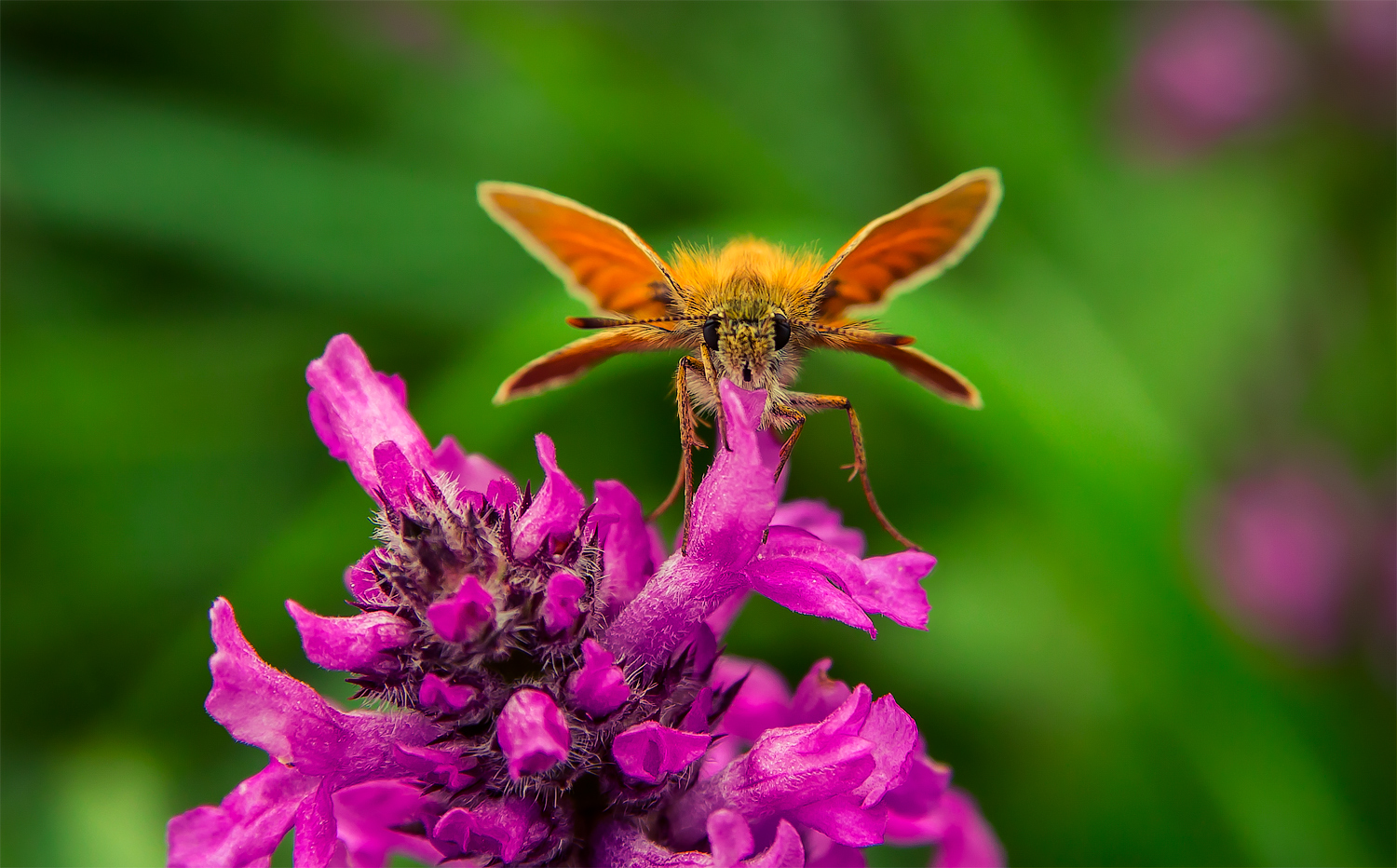 photo "***" tags: nature, macro and close-up, 