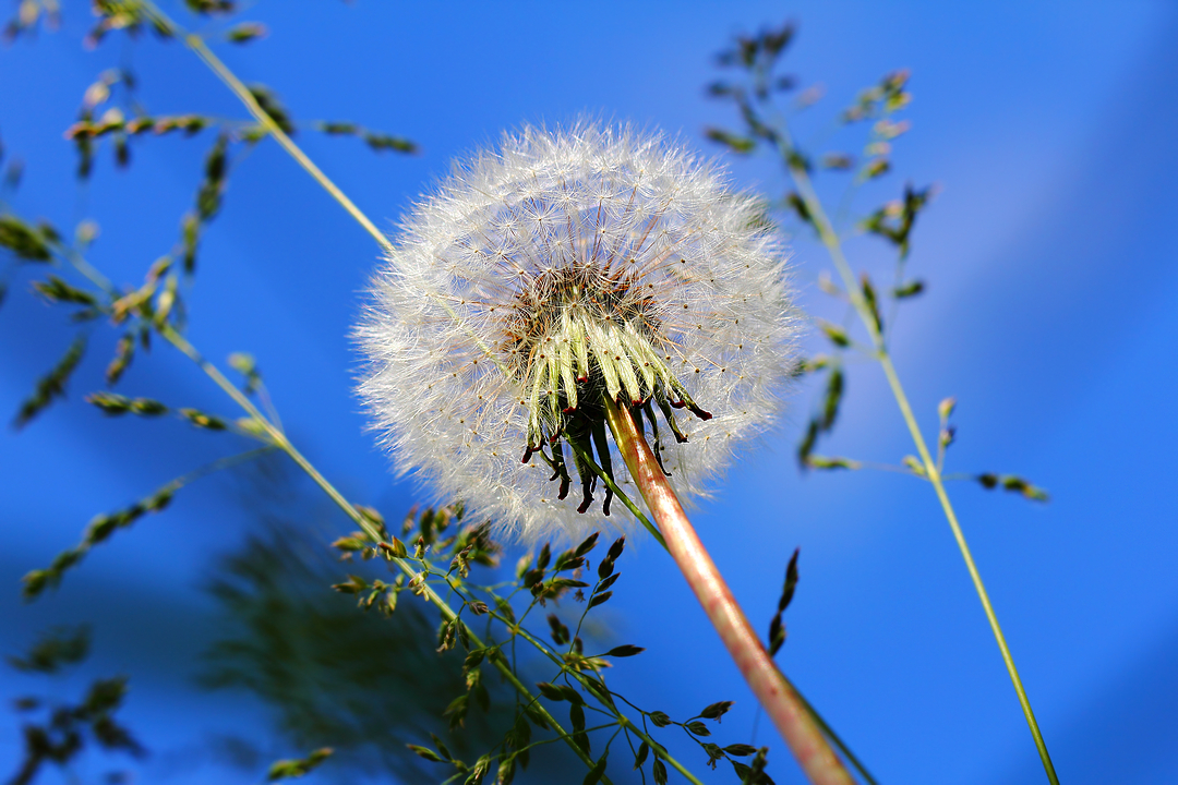photo "Одуванчик обыкновенный (Taraxacum officinale)" tags: macro and close-up, nature, misc., asteraceae, flowers, inflorescence, аптечный, лекарственный, полевой, соцветие, соцветия, цветок