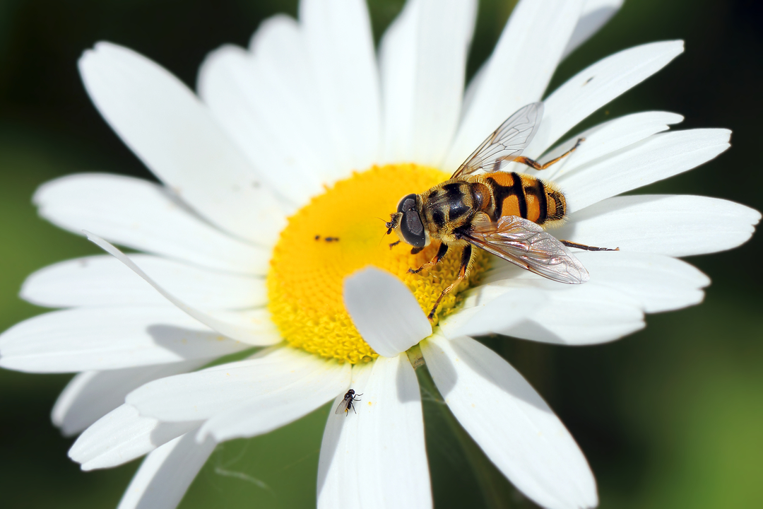 фото "Слон и моська..." метки: макро и крупный план, природа, разное, bees, fly, insects, Мушка, Насекомые, букашка, мухи, насекомое, пчёлы