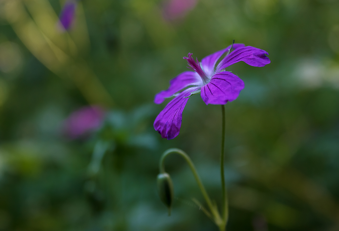 photo "***" tags: nature, 