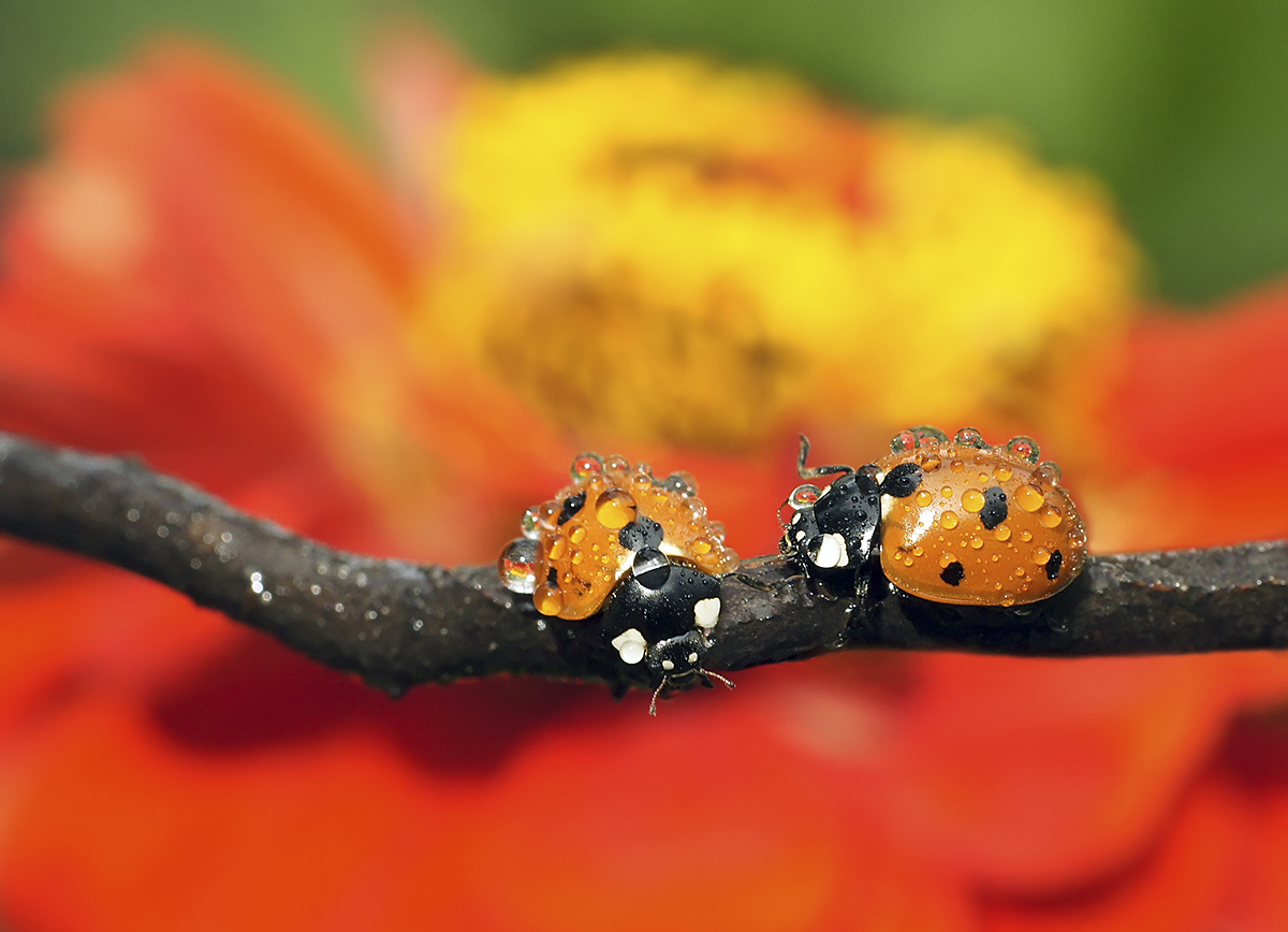 photo "***" tags: nature, macro and close-up, божьи коровки, капли, насекомое .макро