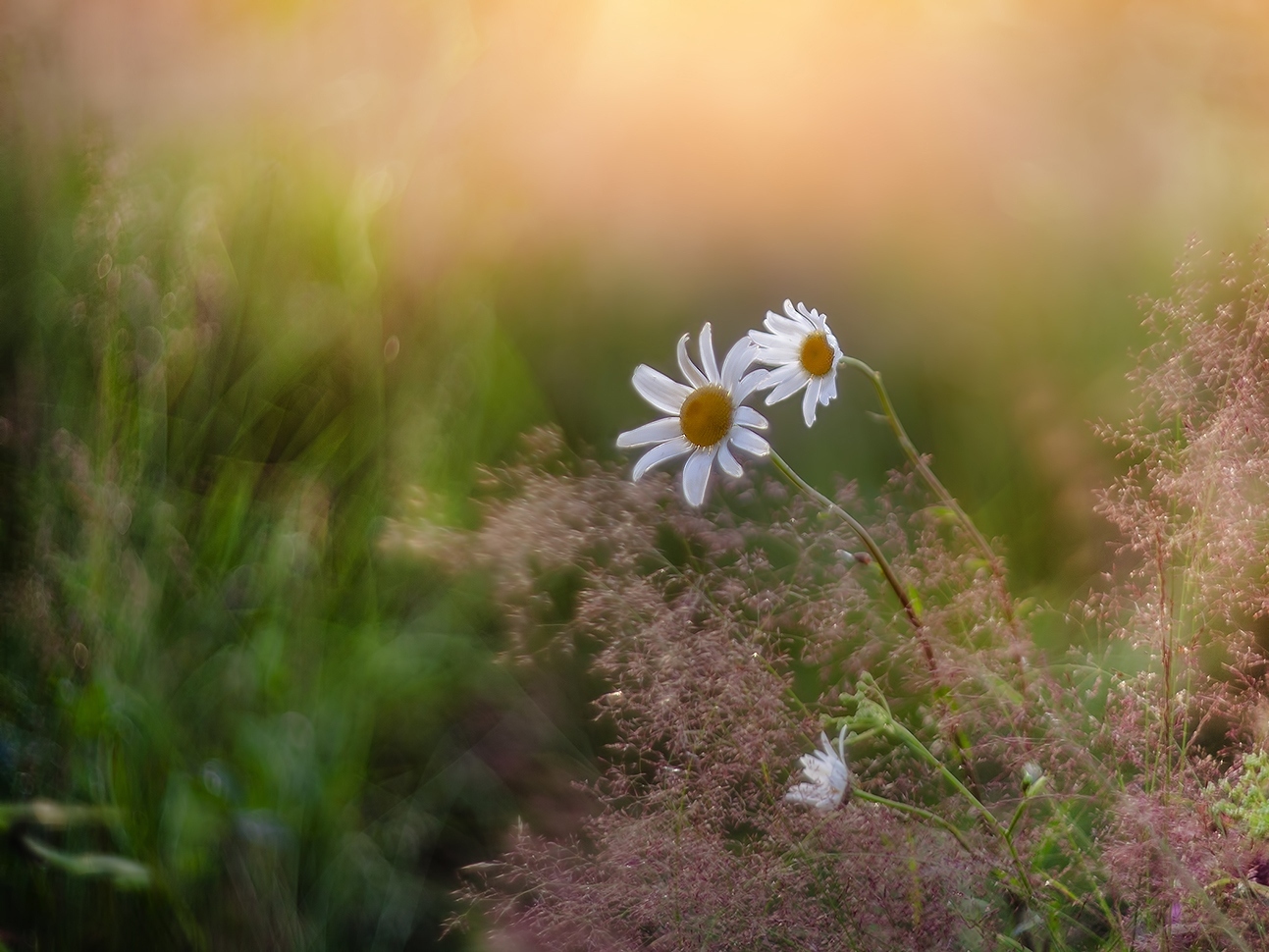 photo "***" tags: nature, macro and close-up, 