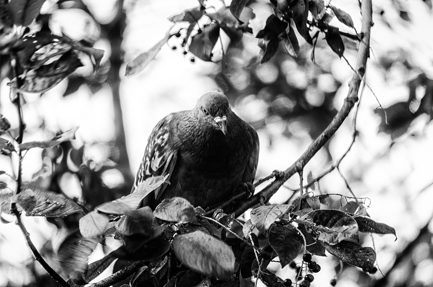 photo "Hey, can you hear me?" tags: nature, black&white, genre, bird, bw, голубь