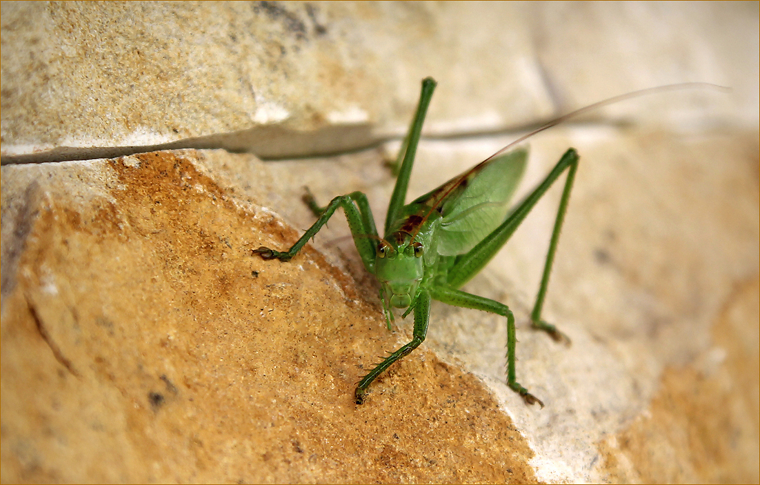 photo "Who are you?" tags: nature, macro and close-up, 