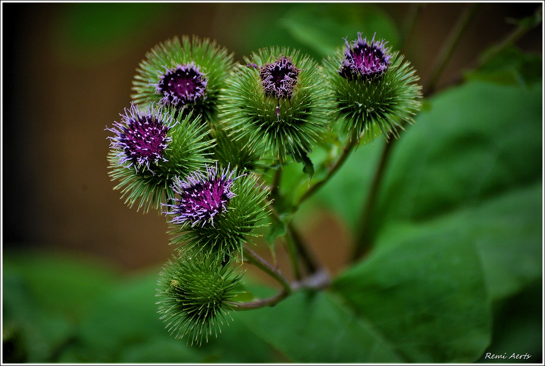 photo "***" tags: nature, macro and close-up, fragment, 