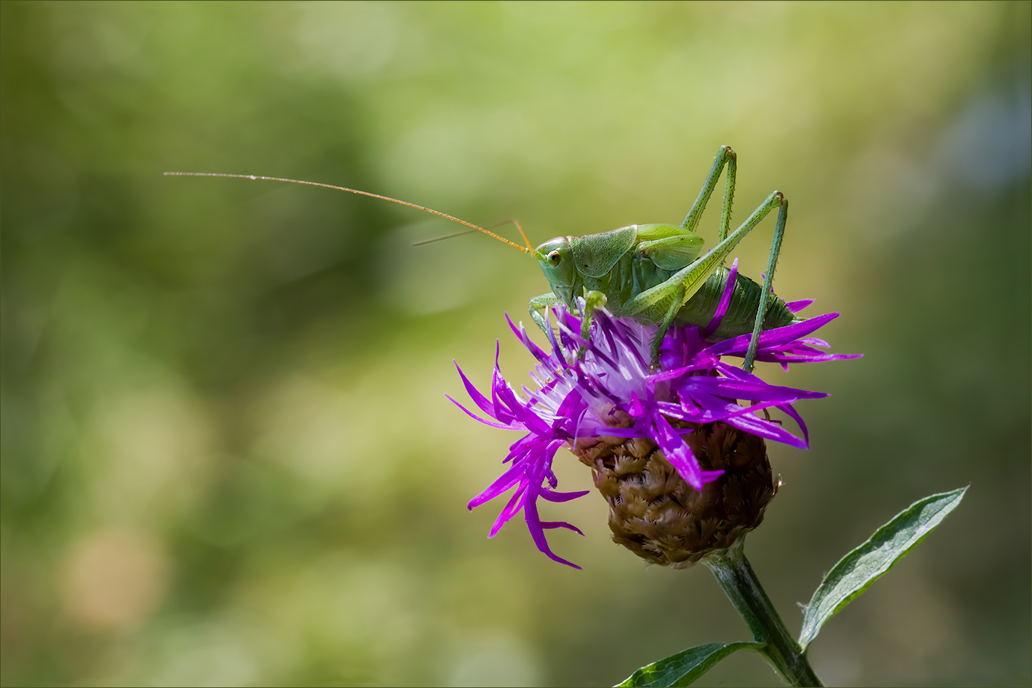 photo "***" tags: macro and close-up, nature, 