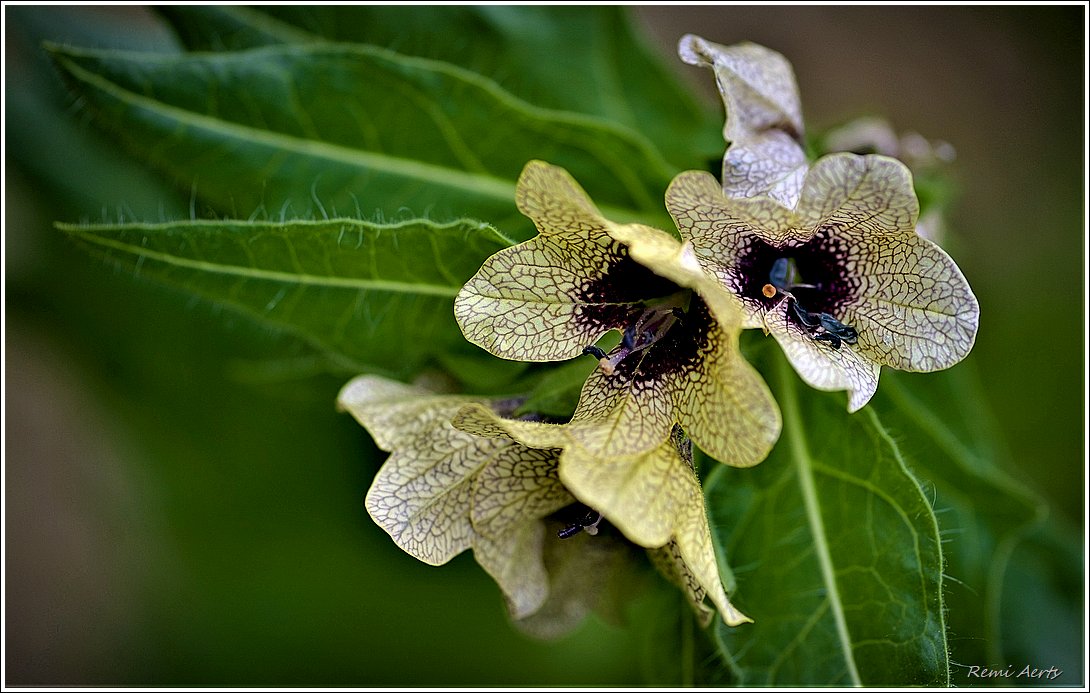 photo "***" tags: nature, macro and close-up, 