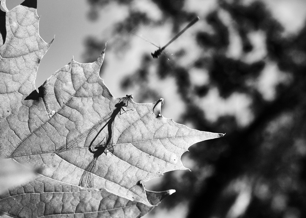 photo "one, two, three ... life" tags: nature, black&white, macro and close-up, insect