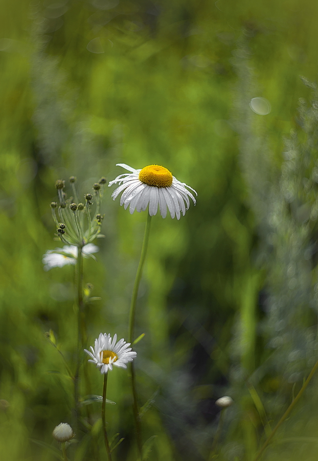 photo "***" tags: nature, 