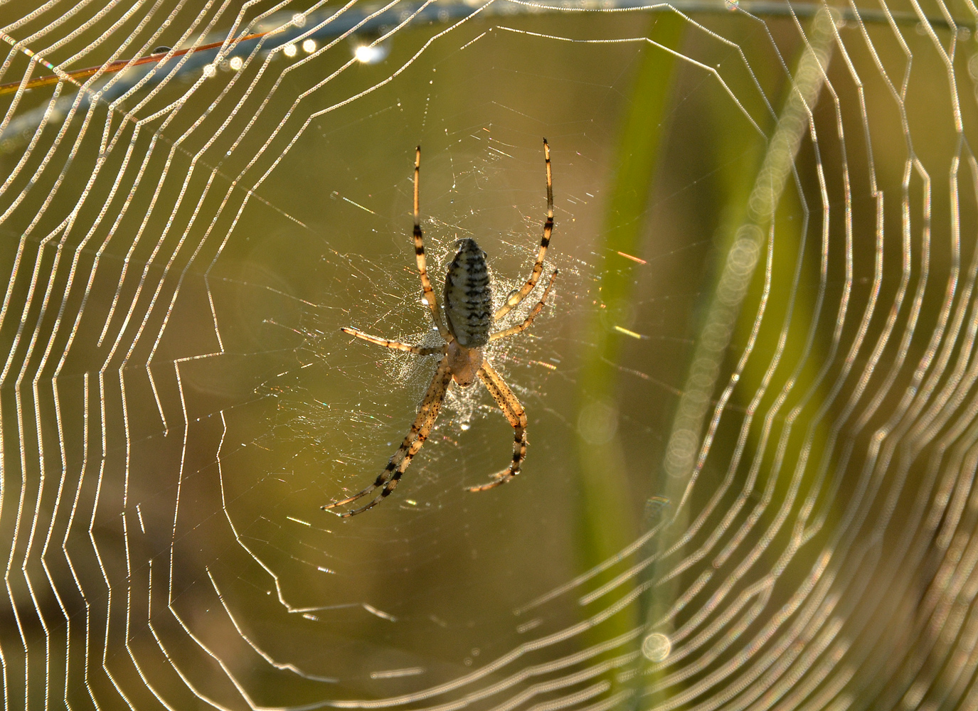 photo "***" tags: macro and close-up, 