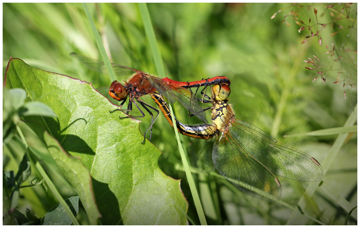 photo "Acrobatic" tags: nature, macro and close-up, 