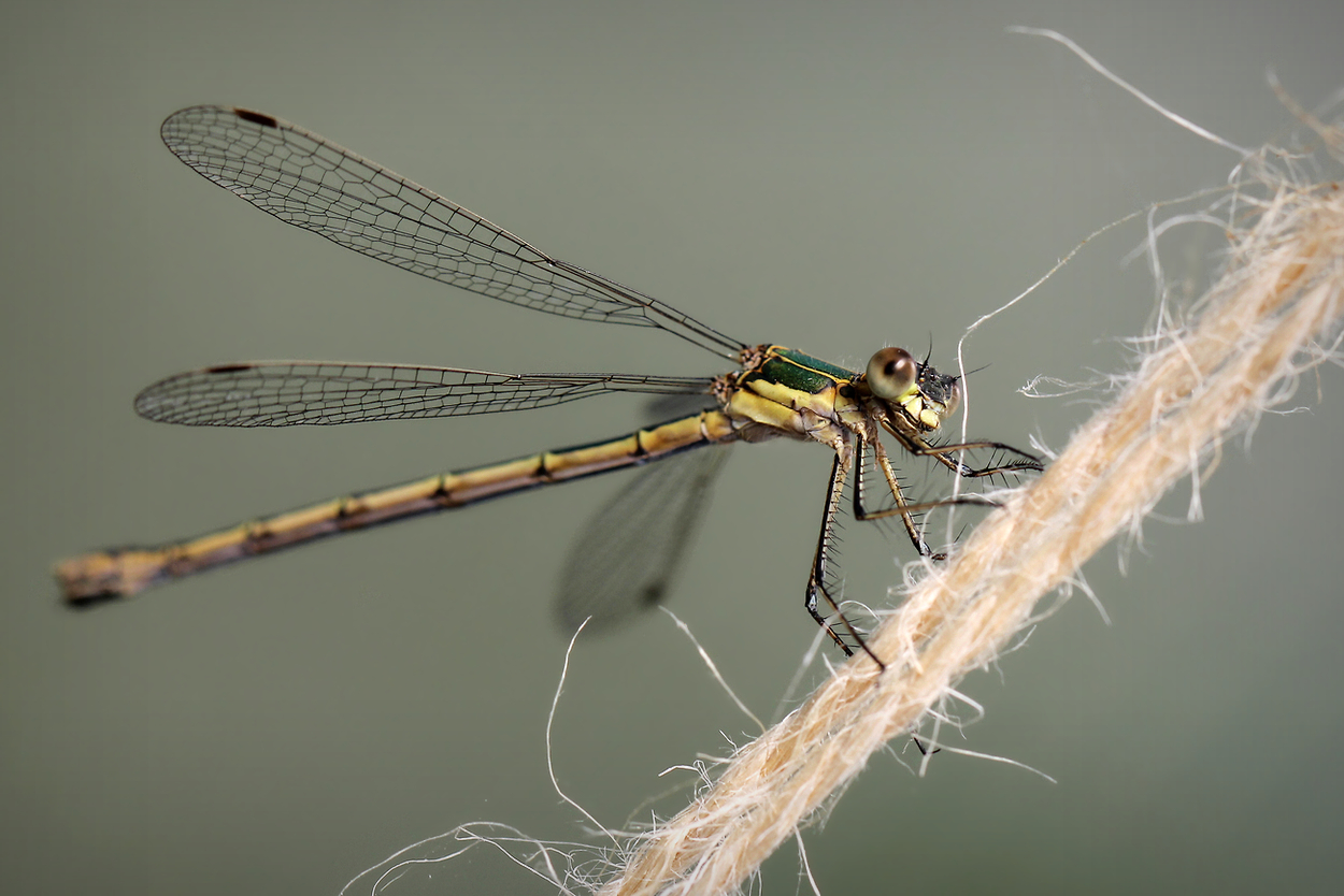 photo "Flag" tags: nature, macro and close-up, 