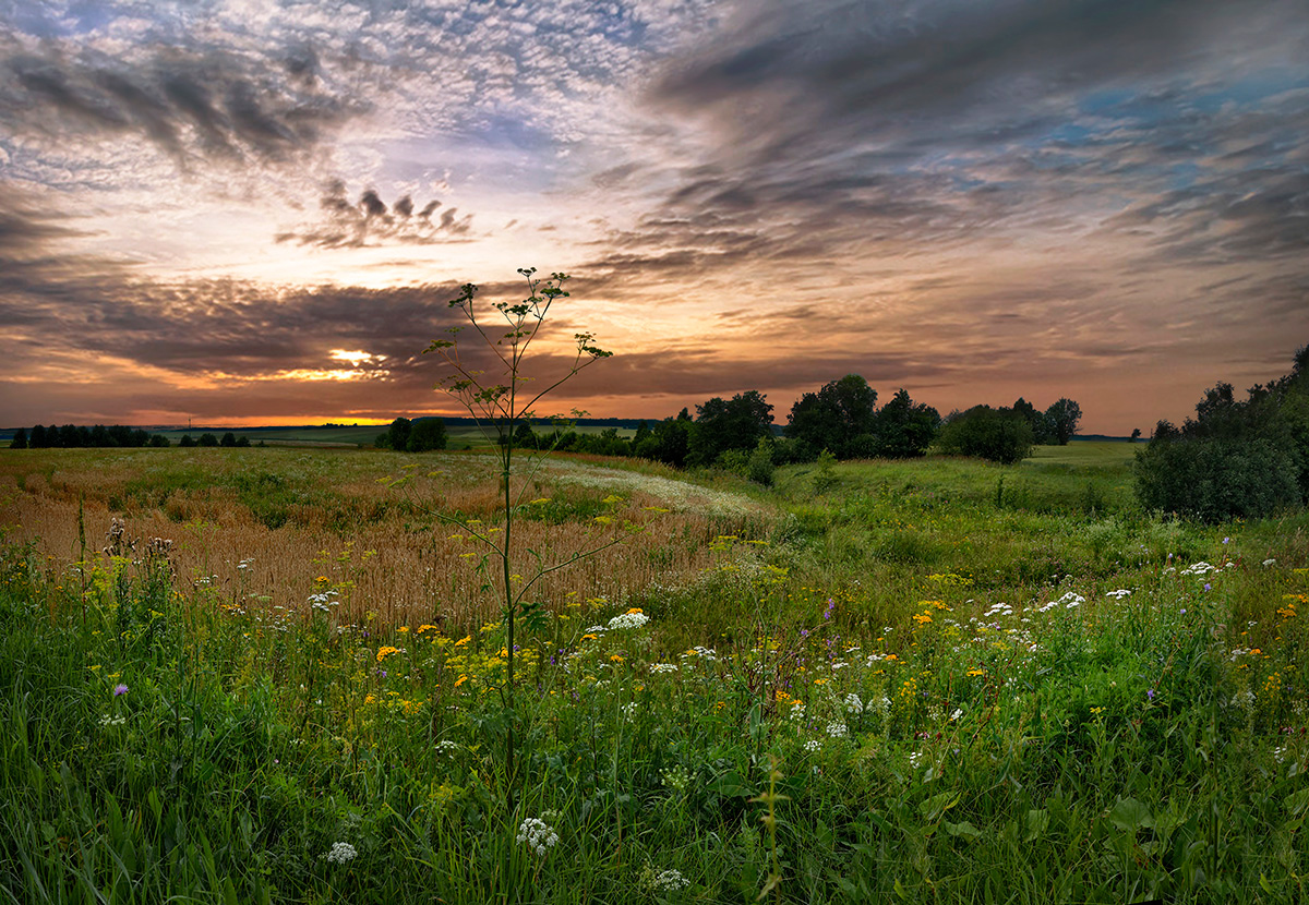 photo "***" tags: landscape, evening, field, summer, sunset