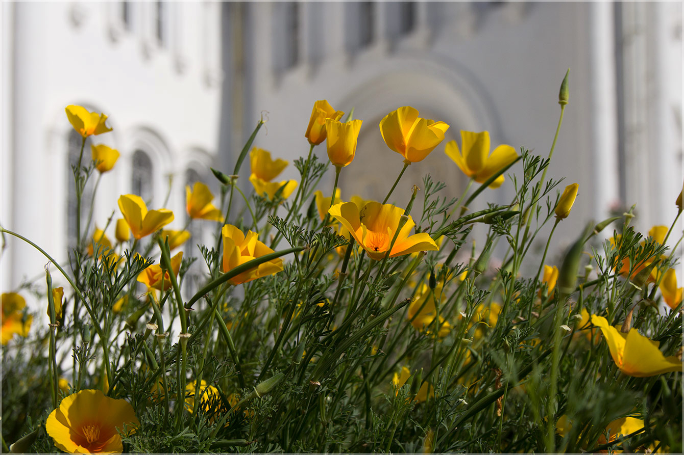 photo "***" tags: macro and close-up, city, architecture, flowers
