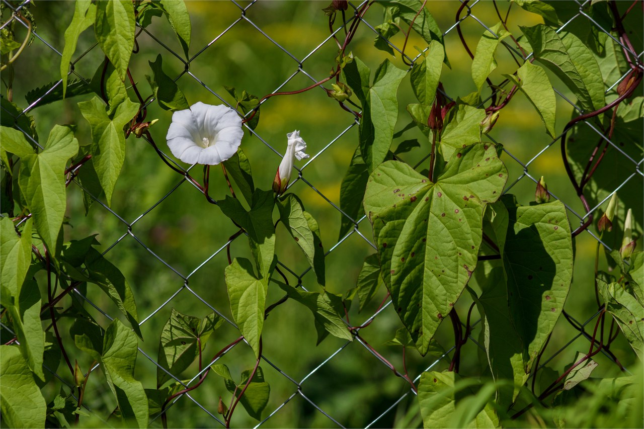 photo "***" tags: nature, macro and close-up, misc., 