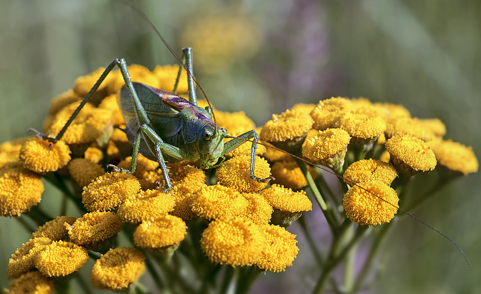 photo "***" tags: macro and close-up, 