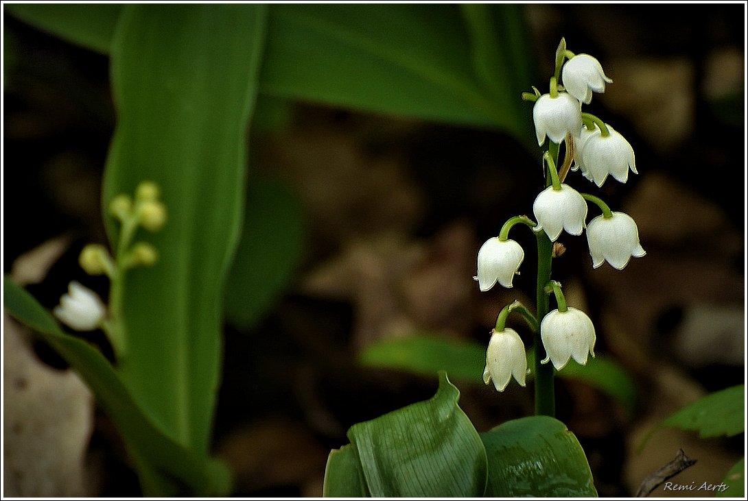 photo "***" tags: nature, macro and close-up, 