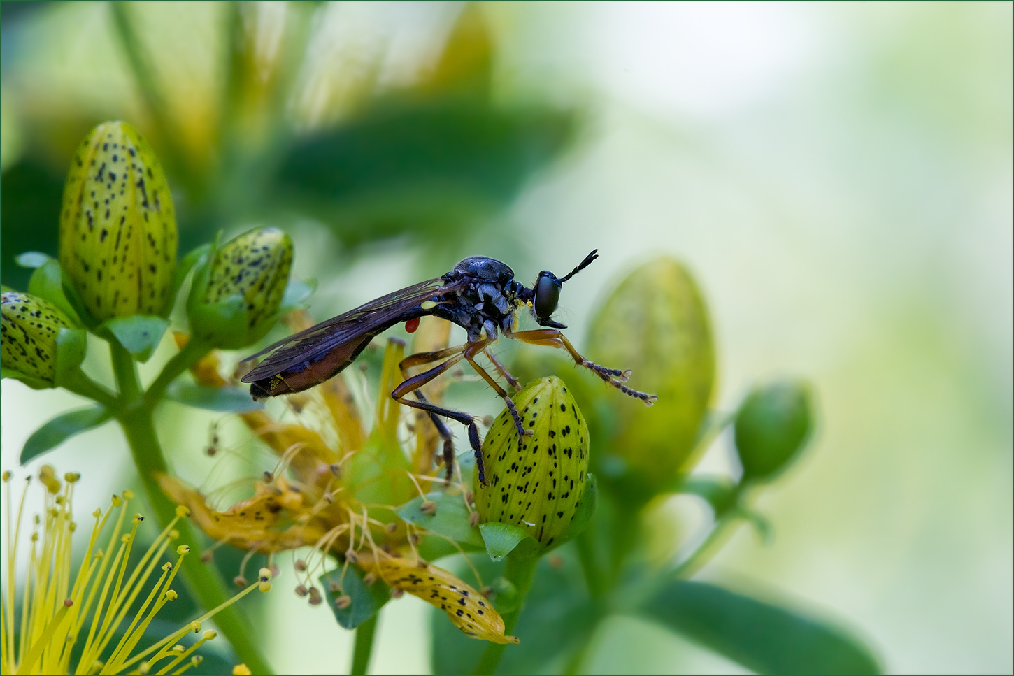 photo "***" tags: macro and close-up, 