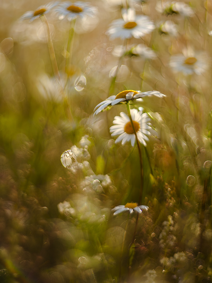 photo "***" tags: macro and close-up, nature, 