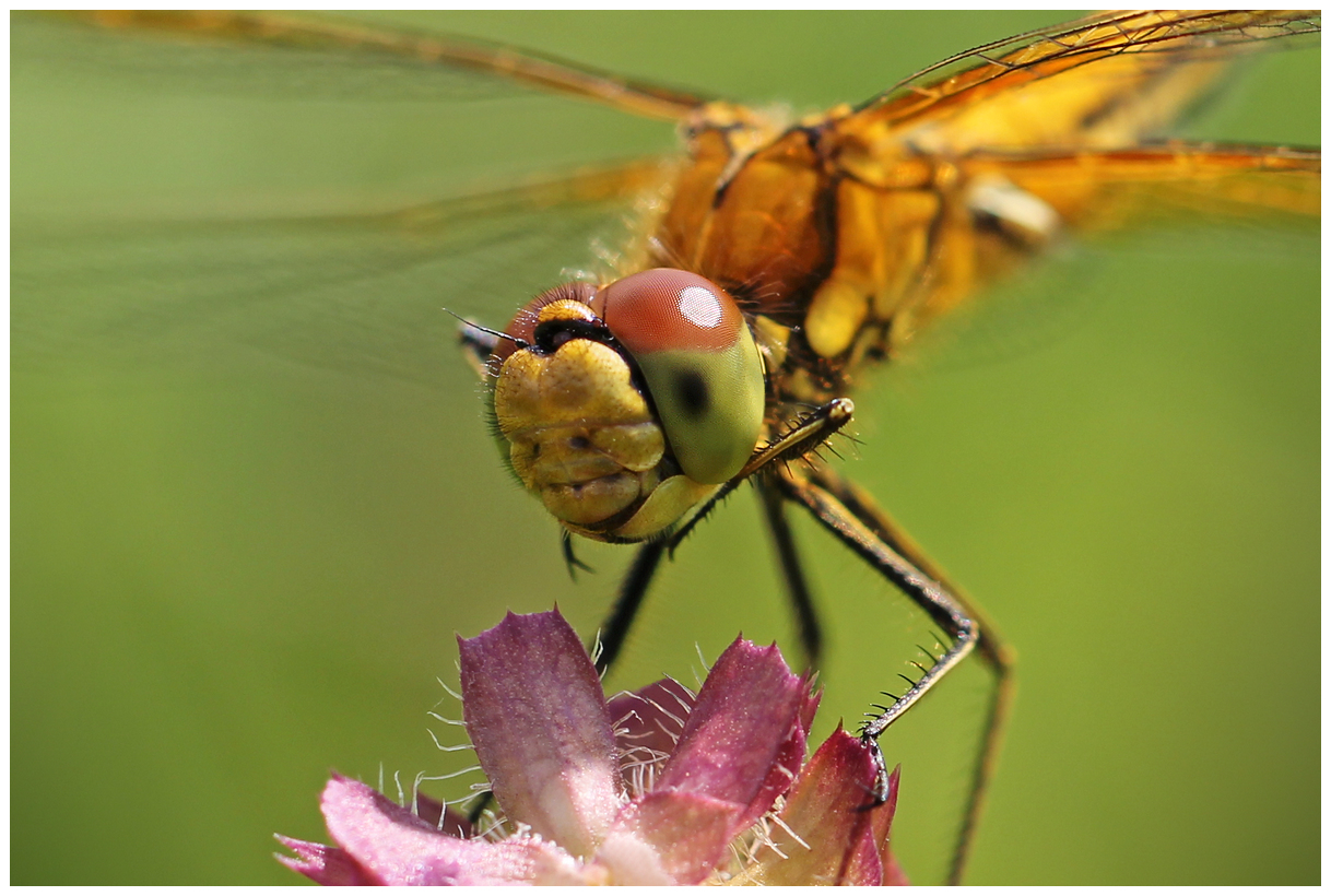 photo "The smile of the predator" tags: nature, macro and close-up, 